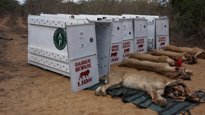 Rwanda: New Documentary to Tell Return of Lions in Akagera National Park