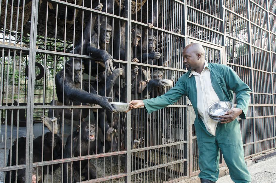 PHOTOS: Ngamba Chimpanzee Sanctuary Commences Wildlife Day Celebrations