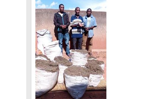 Rwanda: Police Breaks Drug Trafficking Ring, 450kgs of Marijuana Seized