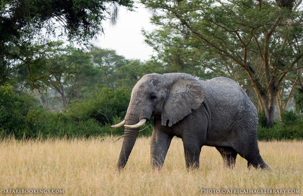 Rukungiri Woman Killed by Elephant