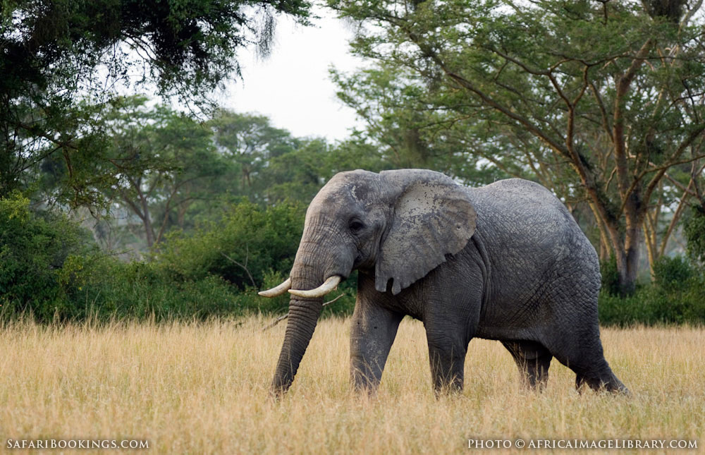 Rukungiri Woman Killed by Elephant - TowerPostNews