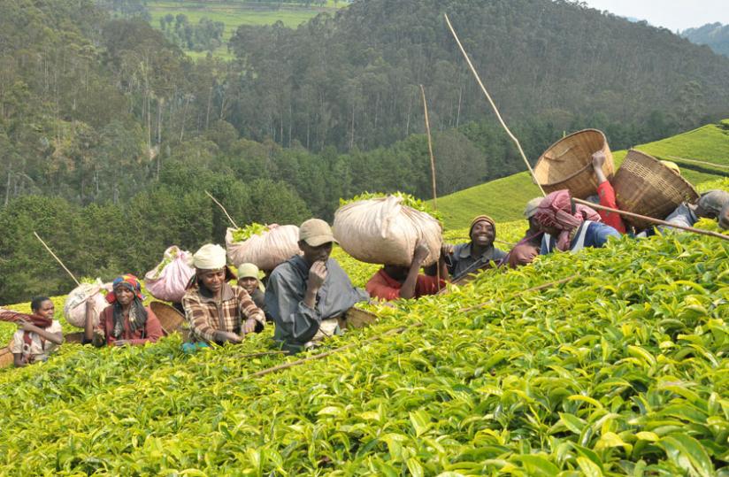 RWANDA: Tea Cooperative Boss Arrested Over Embezzlement of Rwf30m
