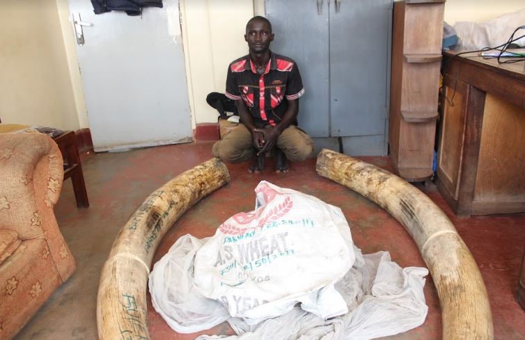 Packwach: Man Arrested with Ivory Worth Shs 60M