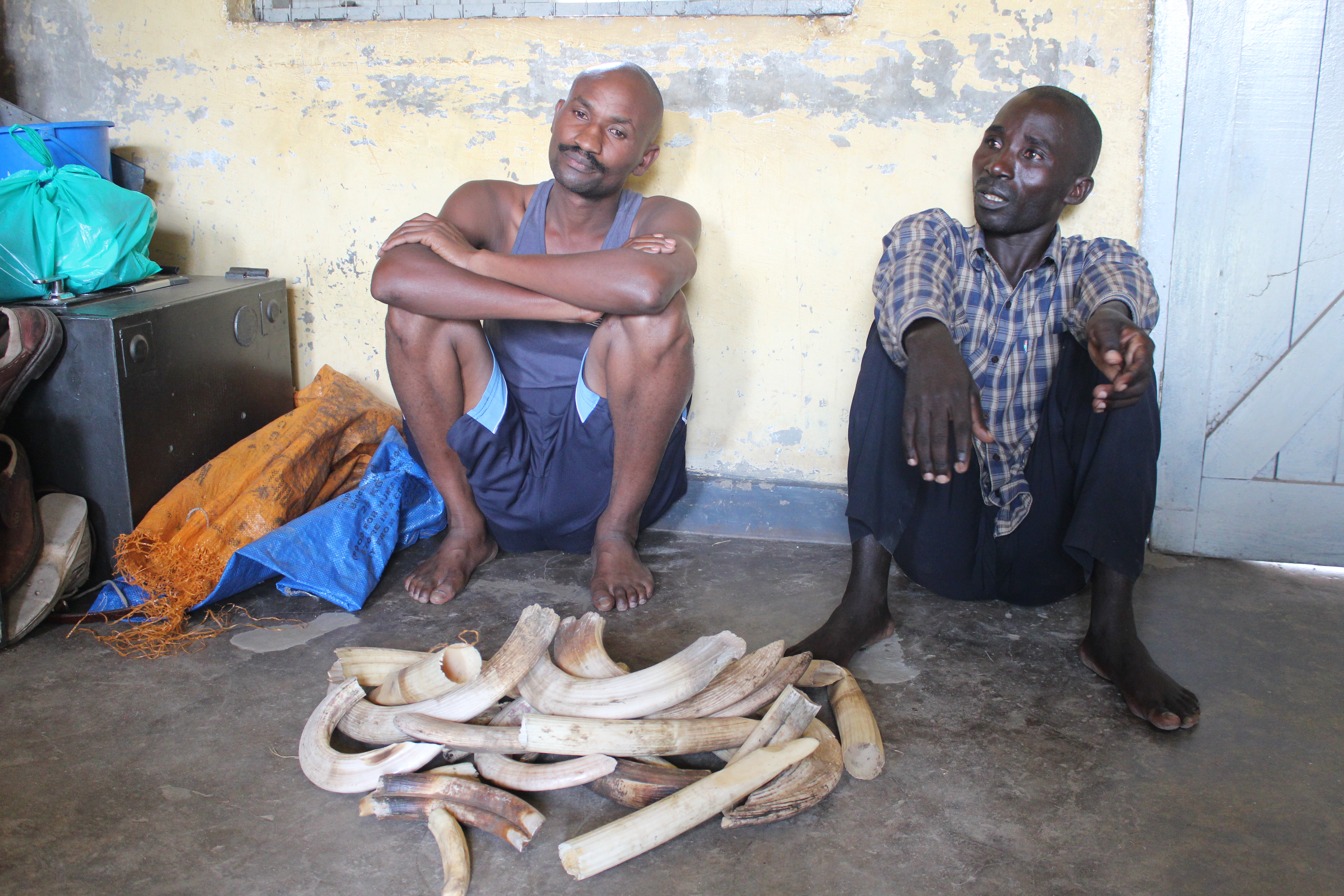 4 Arrested with 50kg of Pangolin Scales, 29kg of Hippo Teeth