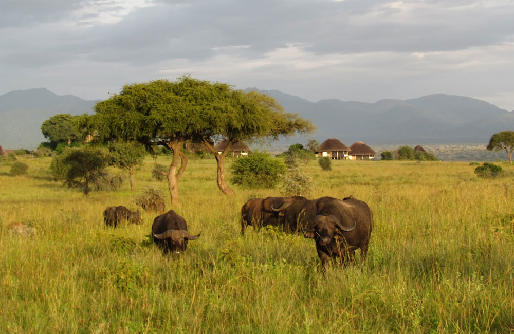 CNN Names Kidepo Valley National Park Among Best Safari Destinations In Africa