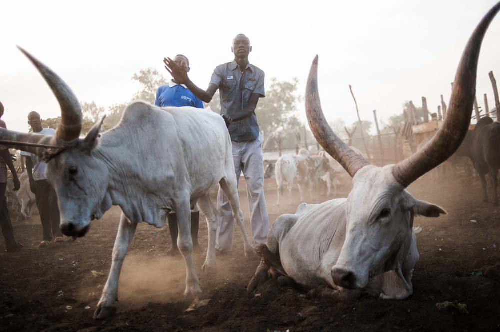 South Sudan: Pastoralists Demand Mobile Schools