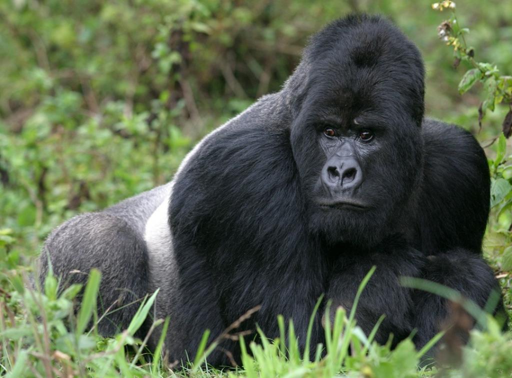 Mountain Gorillas to Feature at  Berlin Travel Festival