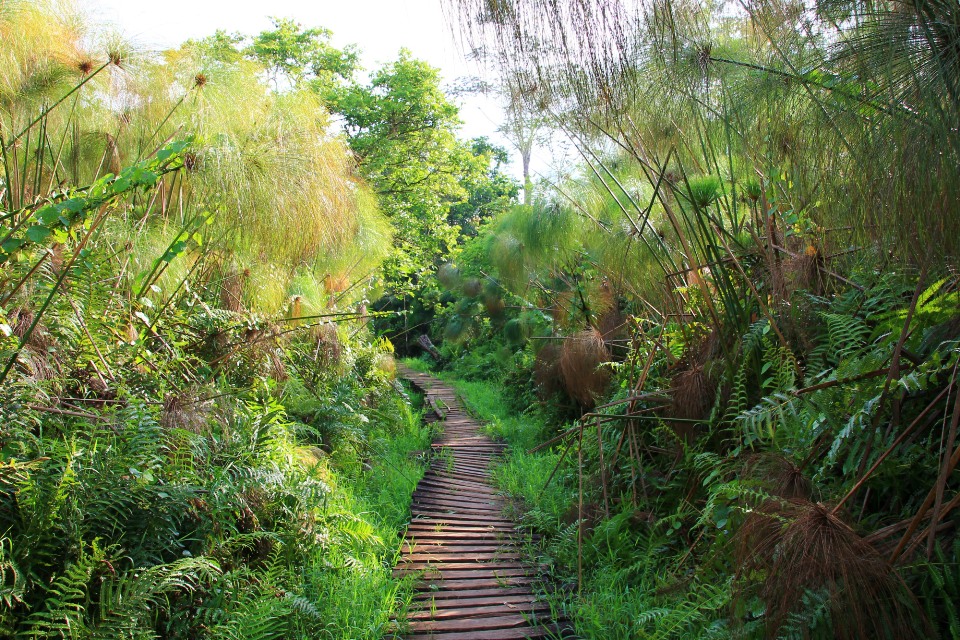 Bigodi Wetland: Benefiting the Local Community Through Tourism, Conservation