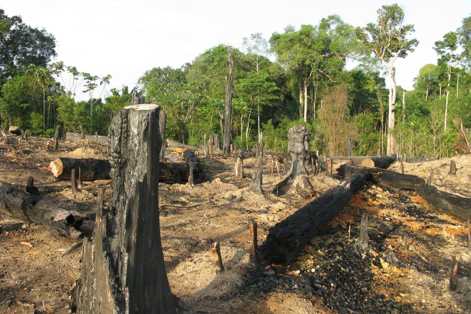 Deforestation Chasing Tourists, Says NFA