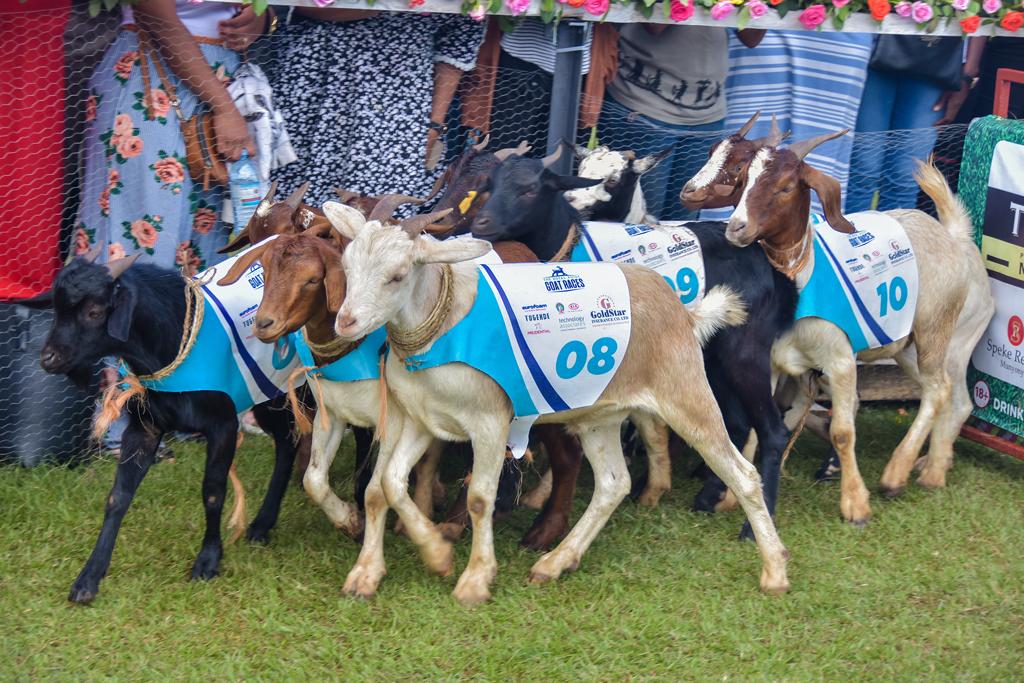 All Set For Royal Ascot Goat Races Event At Speke Resort Munyonyo