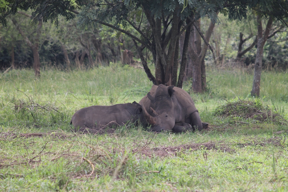 Ziwa Rhino Sanctuary: the Conservation Success Story of Uganda