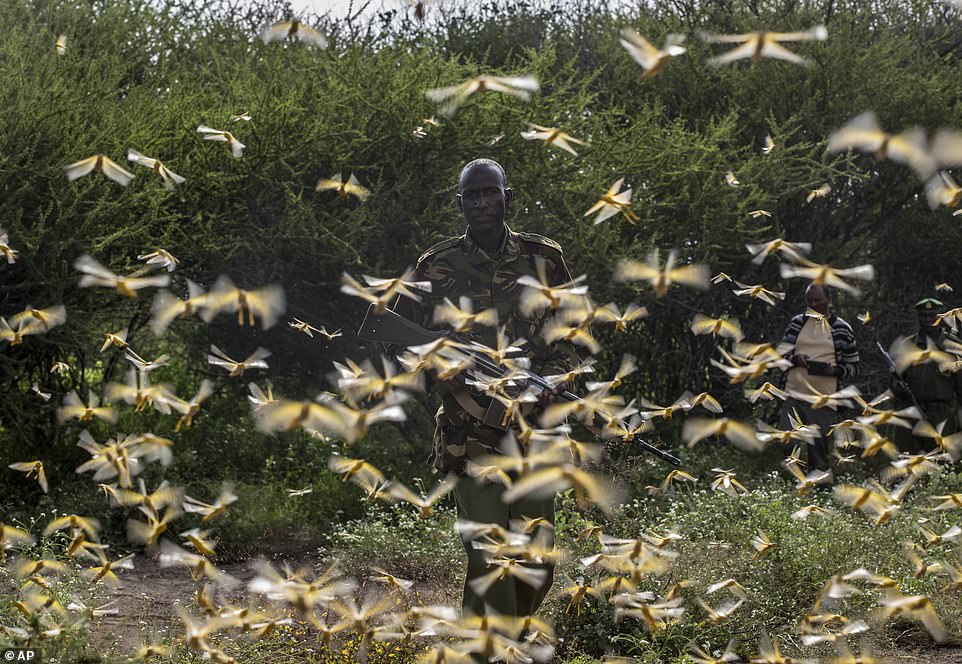 Locusts Now in Six Districts