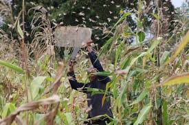 Government Secures sh7billion to Fight Locusts