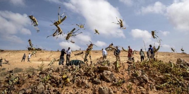 Locust Invasion: Govt Spends Shs2.8b on Insecticides