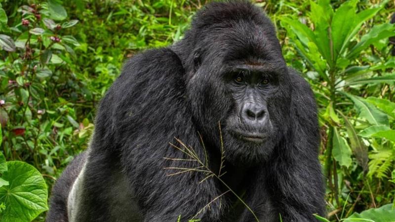 Man in Kisoro Sentenced to 11 Years in Jail for Killing Beloved Gorilla