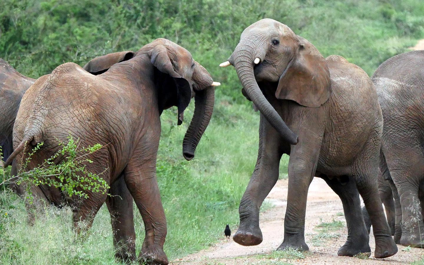 Murchison Falls Ranger Killed by Elephants
