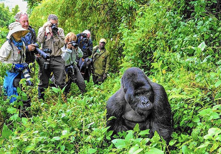 Tourist Numbers Still Low Despite Reduction in Price of Gorilla Tracking Permits
