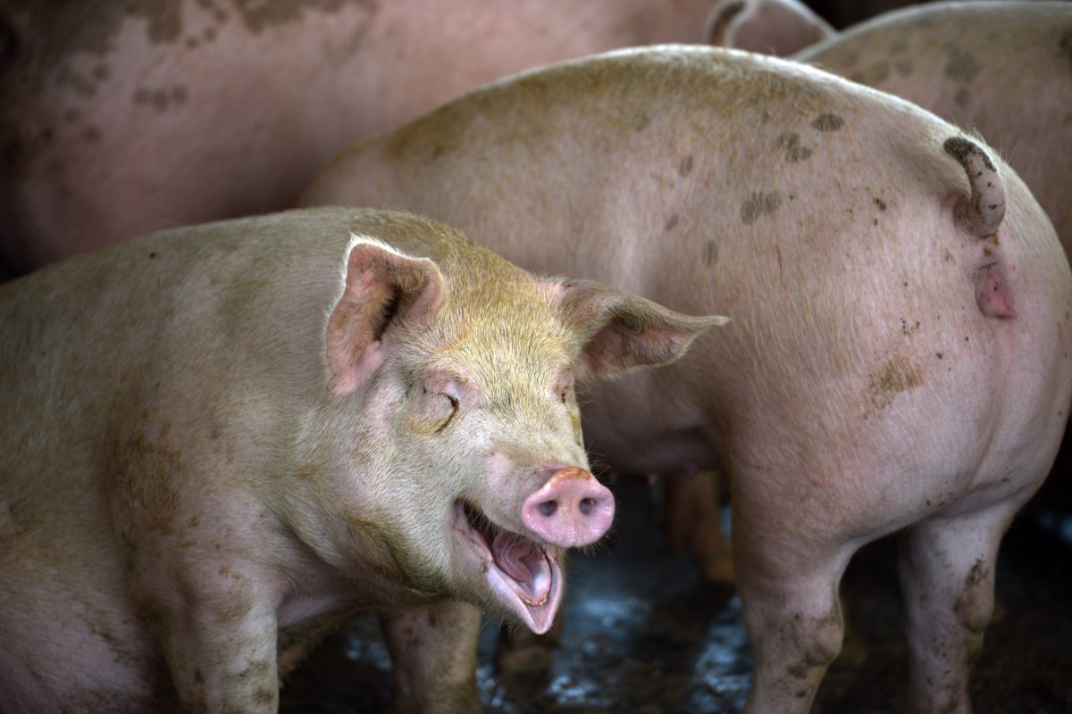 Swine Fever Outbreak Confirmed in Eastern Uganda