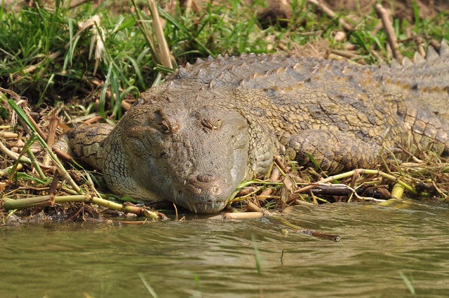 13-Year-Old Girl Killed by Crocodile in Eastern Uganda