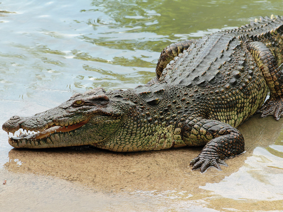 35-Year-Old Man Killed by Crocodile in Murchison Falls National Park