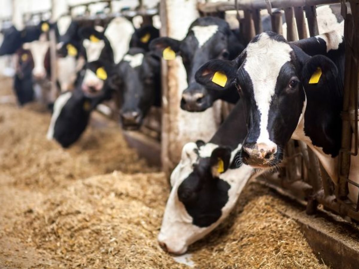 Dairy Exports Revenue Grows by 63 Per Cent in Three Years