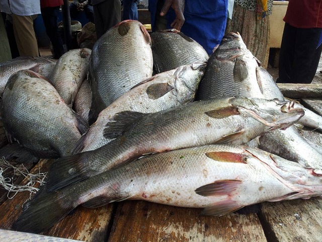 Agriculture Ministry Blasted Over Failure to Control Fish Trade Sabotage