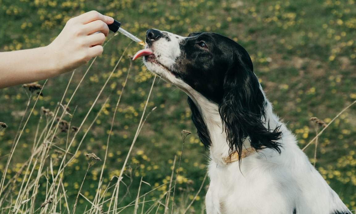 Health Benefits of CBD Oil for Dogs