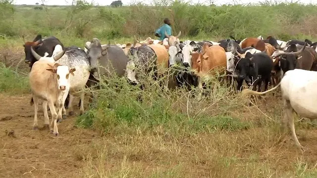 Suspected South Sudanese Cattle Rustler Shot Dead in Uganda