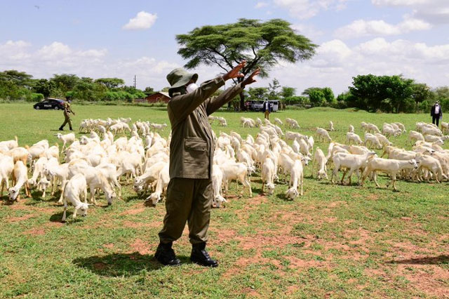 Armed Robbers Steal Museveni’s Goats