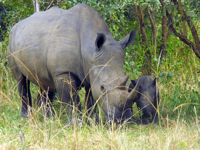 UWA Set to Aquire More Land for Rhino Conservation
