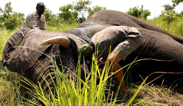Who Profits from Illicit Trade of Elephant Tusks in South Sudan?