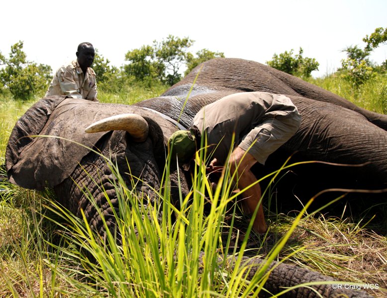 Who Profits from Illicit Trade of Elephant Tusks in South Sudan?