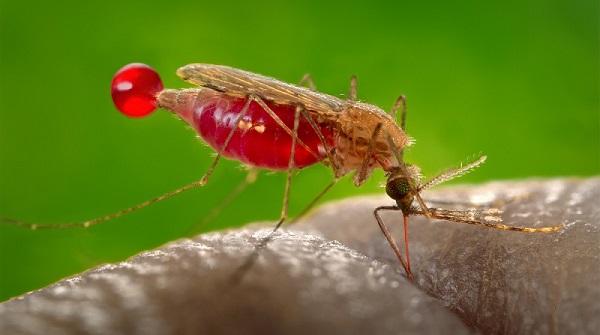 Malaria is an African problem and Africa Must Find the Solution