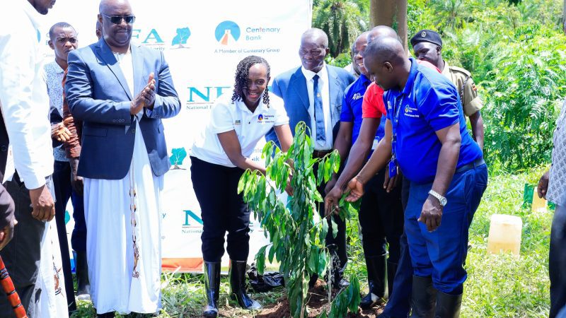 Centenary Bank, National Forestry Authority Kickstart Restoration of 20 Hectares  of Masindi Central Forest Reserve