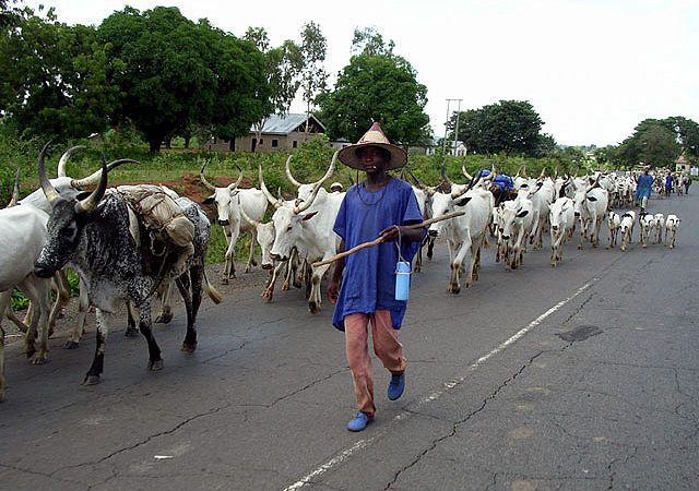 Museveni Issues Executive Order to Evict Balaalo Herders Over Crop Destruction, Land Conflicts