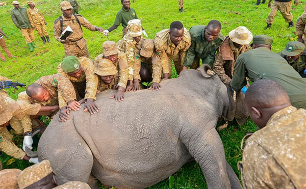 Uganda Reintroduces Rhinos to the Wild After Decades of Local Extinction
