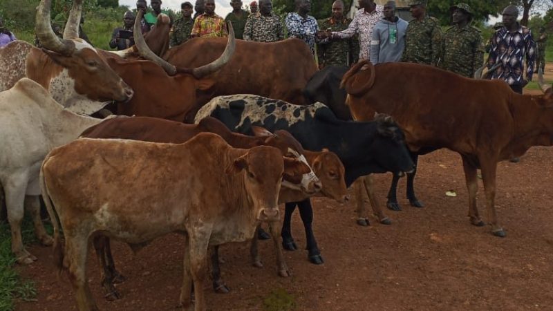 24 Stolen Cattle Recovered from South Sudan, Returned to Lamwo District