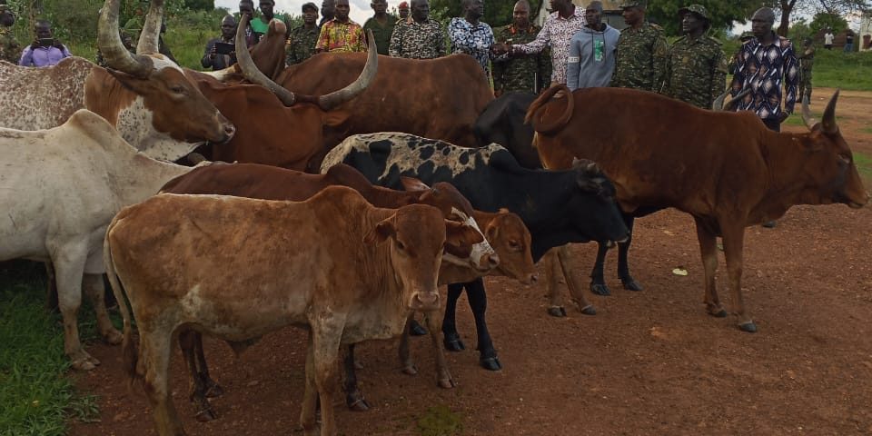 24 Stolen Cattle Recovered from South Sudan, Returned to Lamwo District