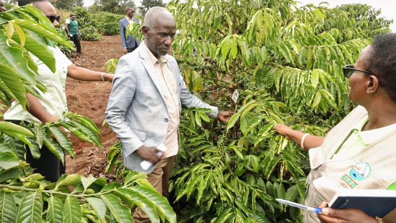 Uganda Eyes Excelsa Coffee for Sector Diversification, Climate Resilience