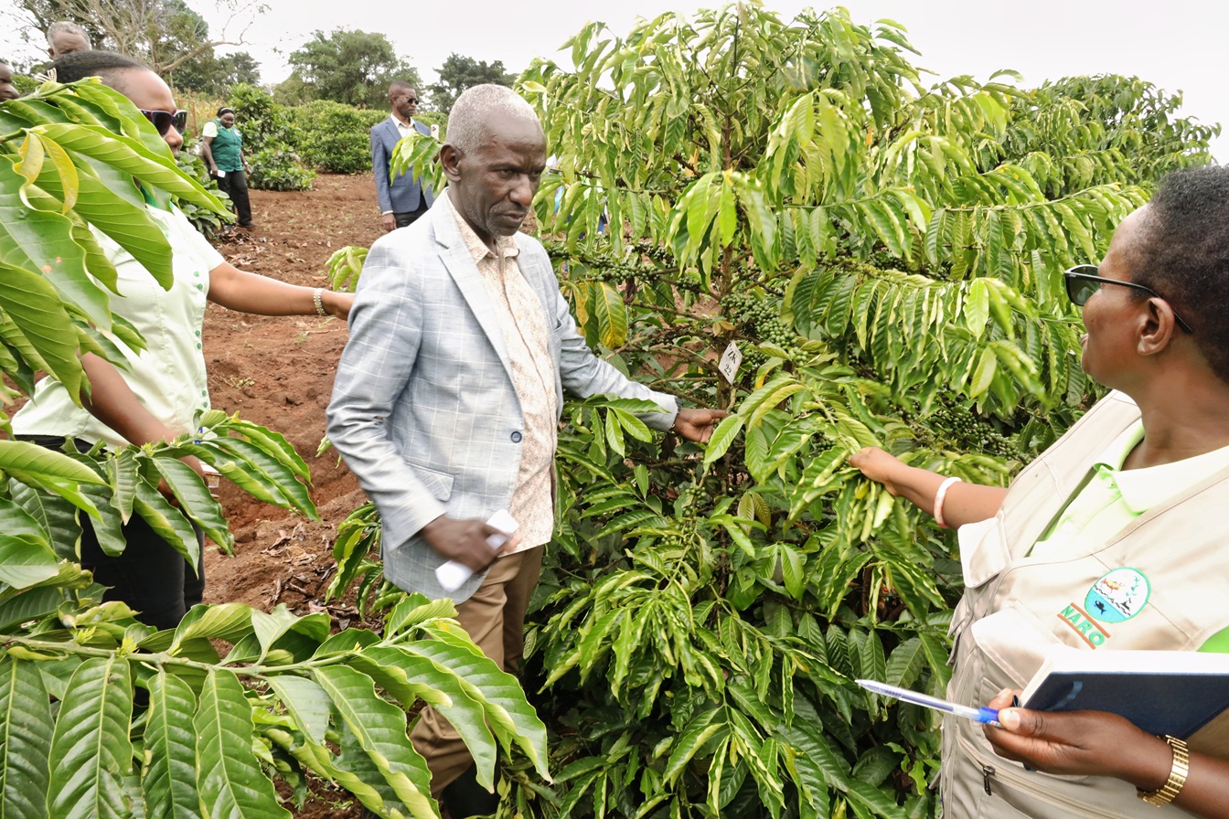 Uganda Eyes Excelsa Coffee for Sector Diversification, Climate Resilience